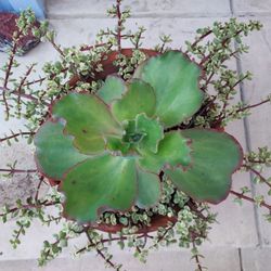 Succulents In Terracotta Pot Ready For Display 