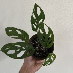 Monstera Adansonii 