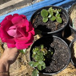 Red Rose 