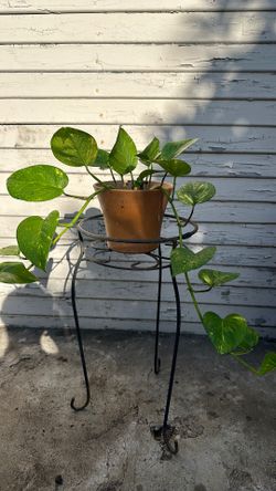 Golden Potos plant
