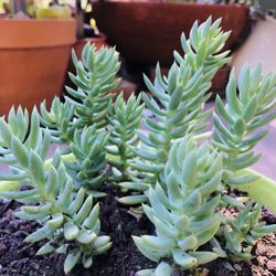 8 Live rooted Sedum reflexum