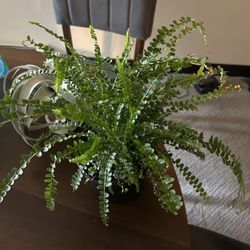 Button Fern