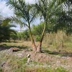 Royal Palms Single Double Triple