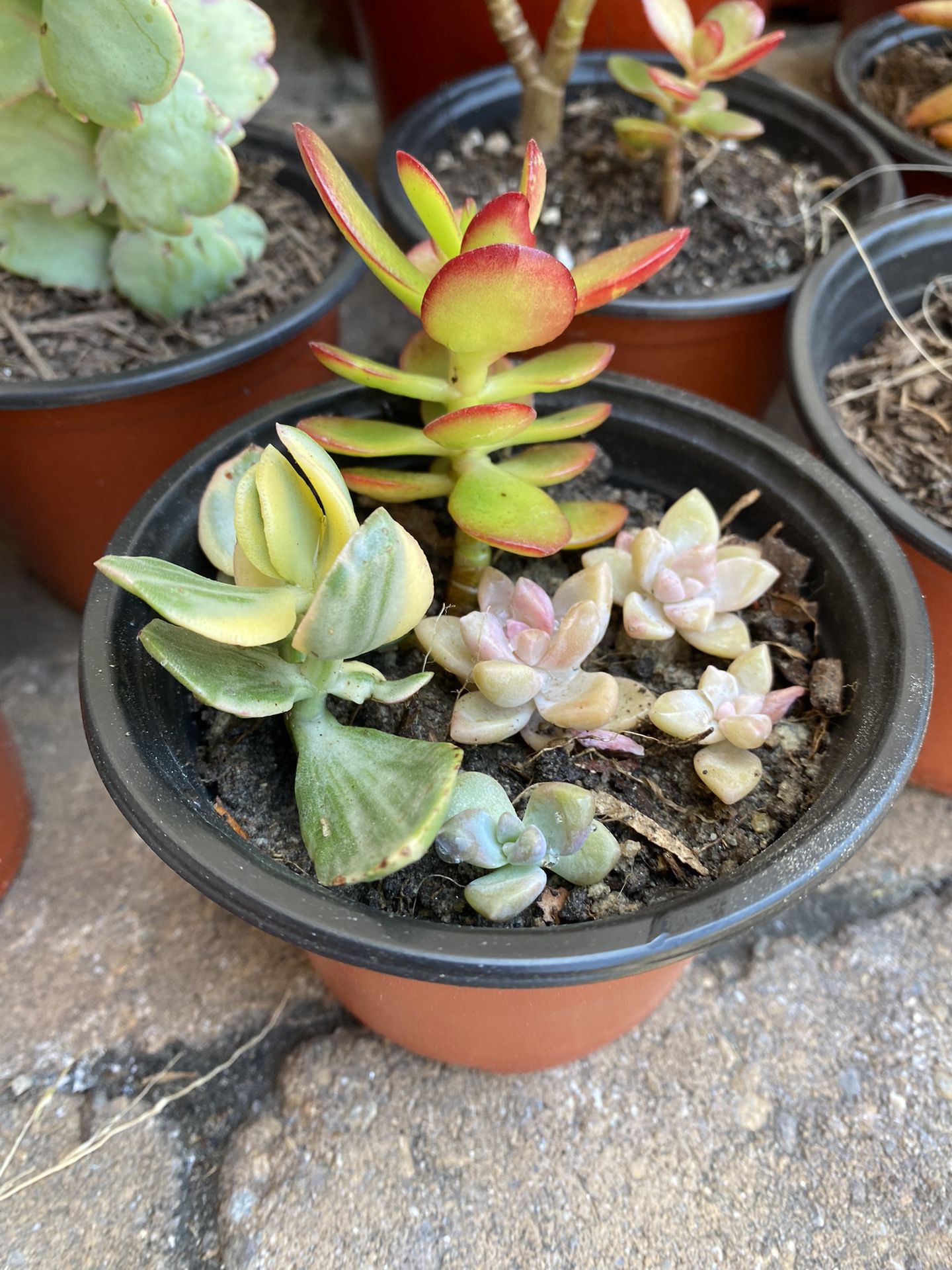 4 Inch Pot Succulent plants mix - includes 3 varieties - rooted ready to be planted or displayed 