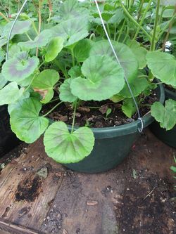 Plants and planters for sale For" Mothers day"