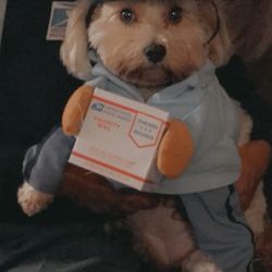 U.s. Mail Carrier Pup - Size Medium 