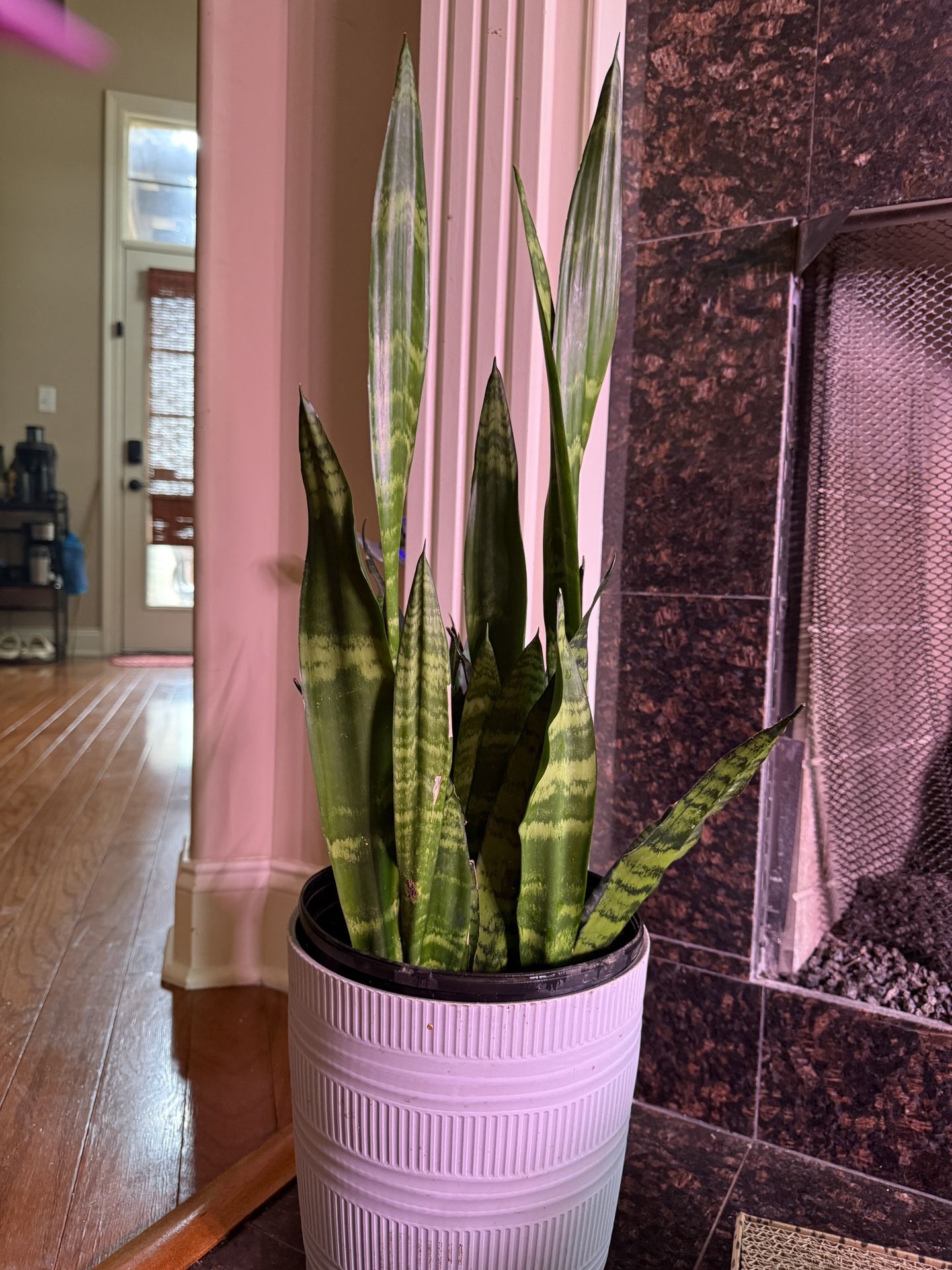 Medium Snake Plant