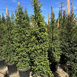 Eugenia Privacy Hedge
