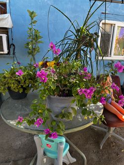 Bonita Bouganvillea