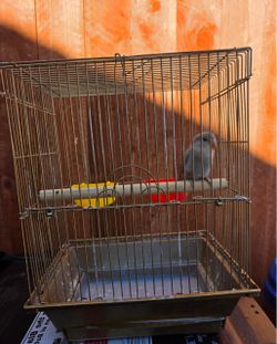 Love bird cage