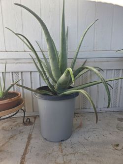 Big Aloe Vera plant