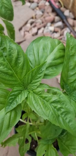 Basil Plant, NonGMO, Herbs, Spices, Gardening, Cooking