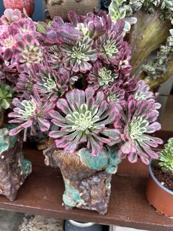 Aeonium