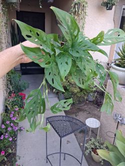 Monstera Swiss Cheese Plant $18