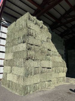 Premium Timothy hay