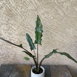 Purple Sword Alocasia Plant