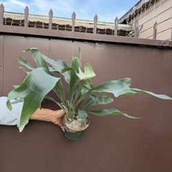 Xl Staghorn Fern In 6” Pot 