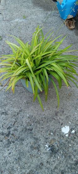 Solid spider plant