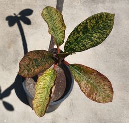 Variegated Plumeria and 5 gallon container