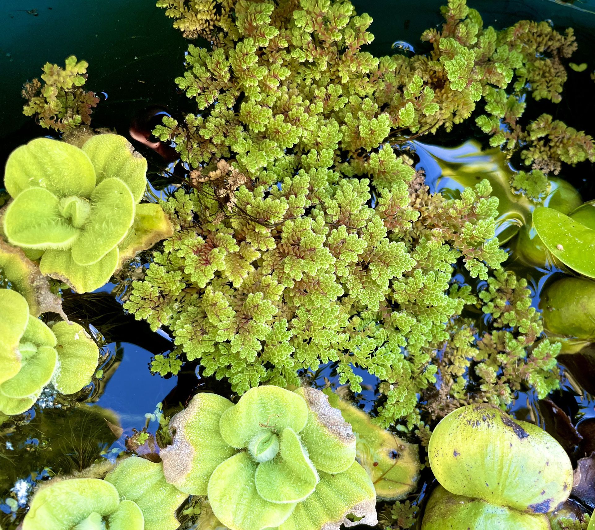 Fairy Moss Mosquito Fern Aka Azolla Filiculoides Floating Aquarium Pond Plant