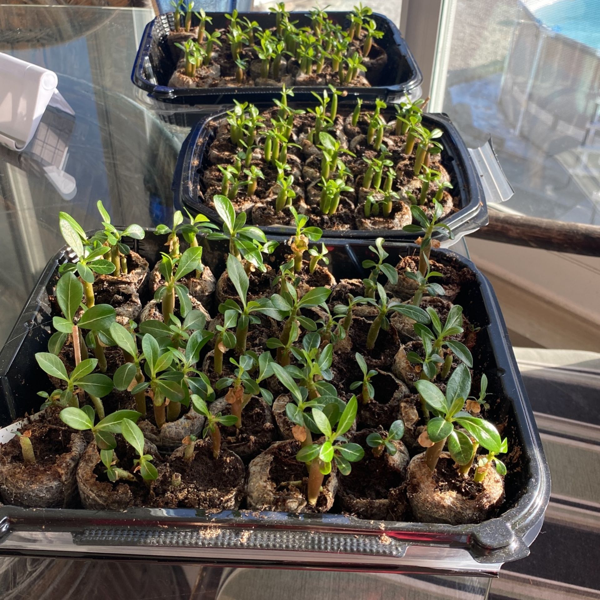 Adenium Obesum & Adenium Arabicum Crown Gold Seedlings 