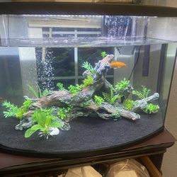 36 Gallon Curved Fish Tank