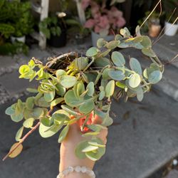 Marnier's Kalanchoe in 4” pot fully rooted