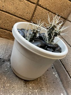 Opuntia papyracantha AKA Paper Spine cactus