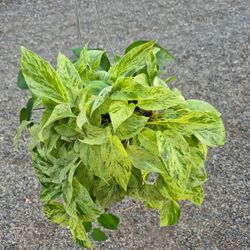 Marble Queen Pothos Plant 6" Pot 