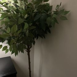 Indoor Tree 