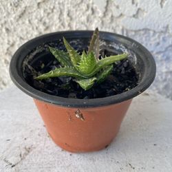 4 Inch Pot Succulent Aloe Plant - Aloe Juvena Tiger Tooth - Rooted & Stablished - Drought Resistant - 🪴