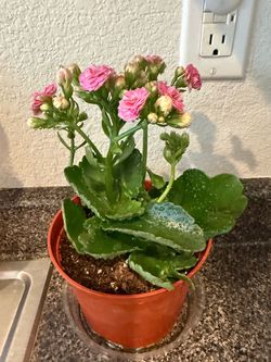 Plant