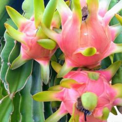 Dragon Fruit Plants And Cuttings 