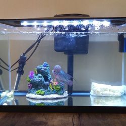 Beutiful 10 Gallon Rimless Low Iron Aquarium With, Filtration, Heater And Bio Media (Fish Not Included)