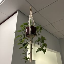 Plant Hangers