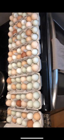 Free Range hormone and antibiotic free local eggs