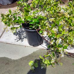 Bluming Jasmin Star.  5 Galones $25