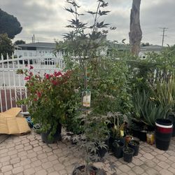 Japanese Maple Bloodgood