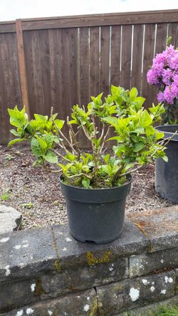 Hydrangea