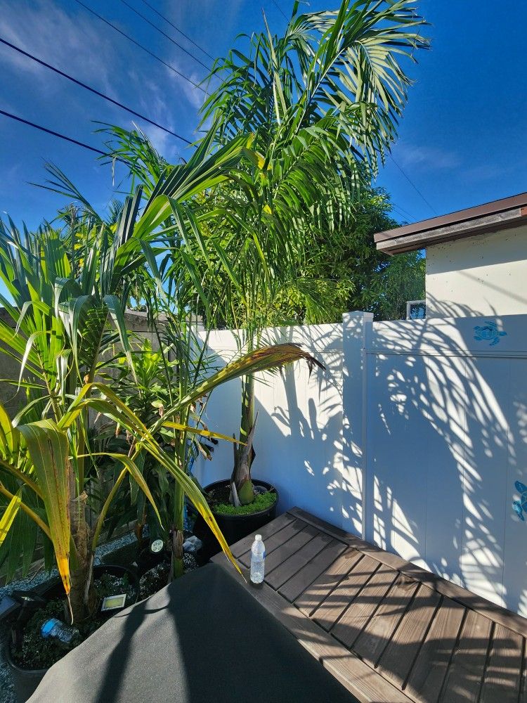 ROYAL PALM in 32 Gallon Pot