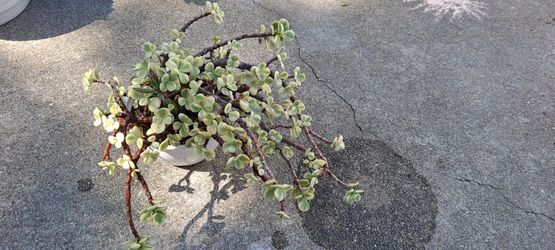 succulent plant