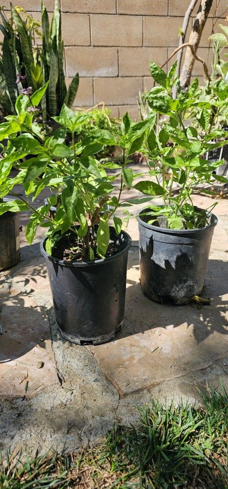 Plantas De Albacar $5.