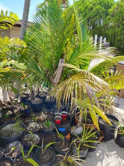 Coconut Palms