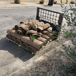 Sod Ezturf Overseeded With rye