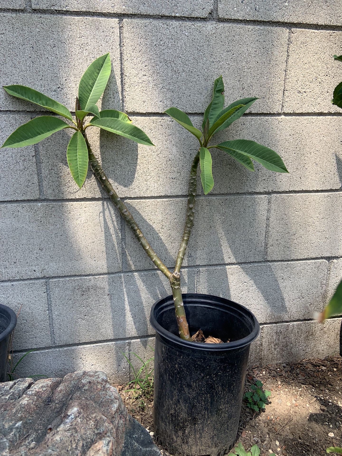 Plumeria Plants