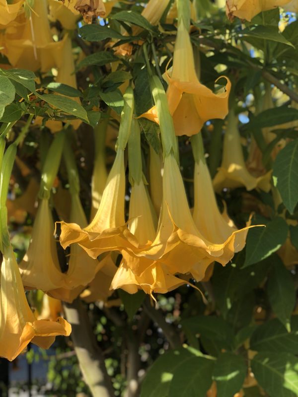 Angel’s Trumpet Brugmansia plant cuttings for Sale in San