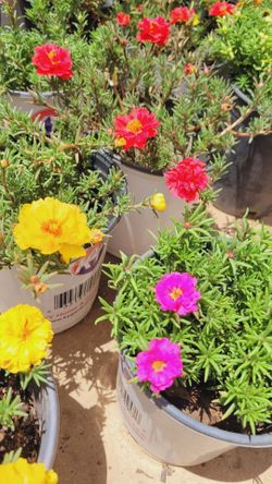 Flower Plants