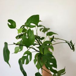 Rhaphidophora Tetrasperma 