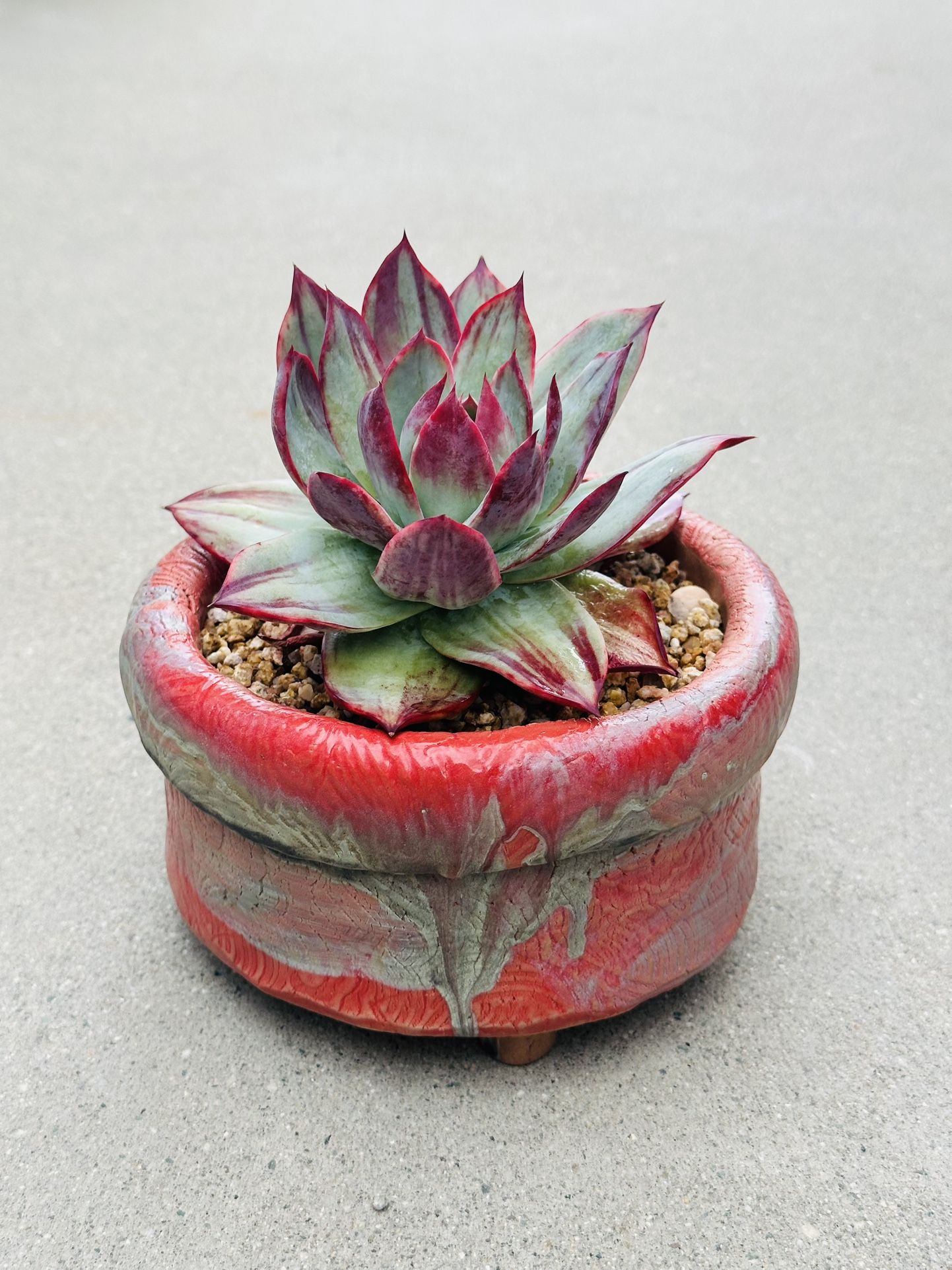 Succulents plants 🪴