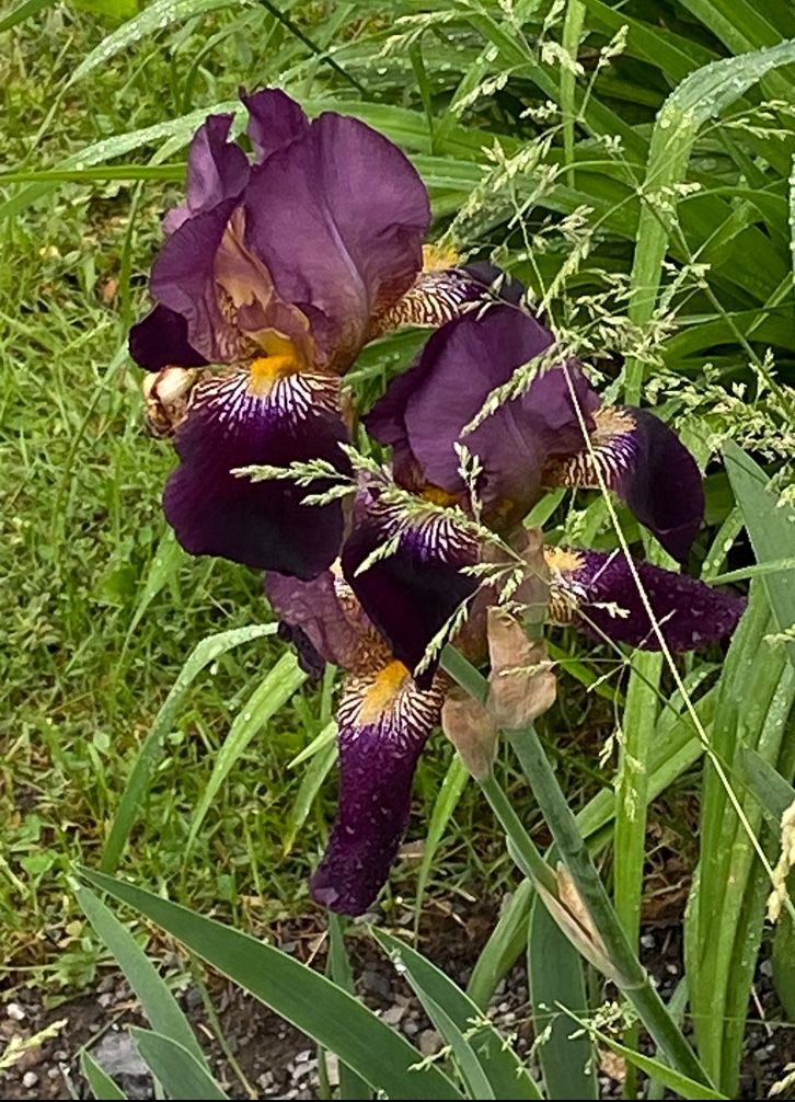 Outdoor Flowers - BEARDED IRISES